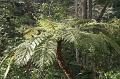 Tree fern gully, Pirianda Gardens IMG_7281